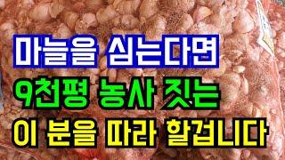 점도 흠도 없는 큰 마늘만 심을까요?/홍산마늘 주문 010.2563.1037