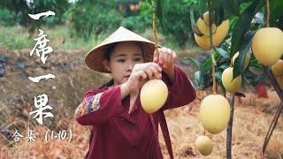 [Fruit Compilation 1] Lychee, Longan, Mango... A collection of Yunnan fruits documented before