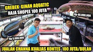 SUDDEN ATTACK ! 40 MILLIONS BARCA CHANNA @Ginan Aquatic YOGYAKARTA CITY