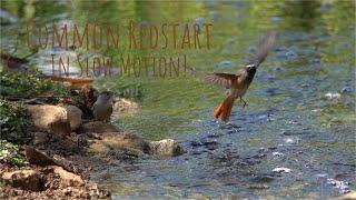 Common Redstart NATURE SLOW MOTION