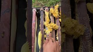 Cleaning bee waxed on the beehive #workerbee #beefeater #honey #honeybeesting #beekeeper #beekeeping