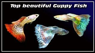 Guppy fish . The Most beautiful guppies fish , made in France !!!