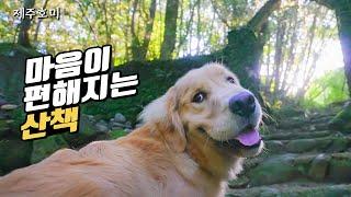 [호미와 랜선산책] (4k) 제주도 효명사 숲길 / 힐링영상