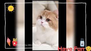 Baby Cats - Cute and Funny Cat VideosCompilation #1 have fun