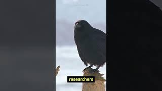 Crows | Mysterious and Intelligent
