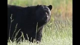 Kyle Harry's Fatal Black Bear Attack