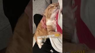 3 Tricks to Make Stray Cats Love You! 