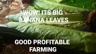 Big Banana leaves harvesting farm@indianagrotech3408