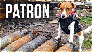 Patron, the Heroic Dog Sniffing For Bombs in Ukraine (documentary short film)