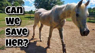 ANIMAL CONTROL Called Us to Save This Emaciated Horse | Is It Too Far Gone?