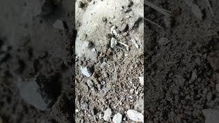 Big black Ants with kimmy #youtube #nature #animals