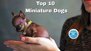 Top 10 Miniature dogs for seniors and retirees