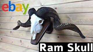 European Mount Ram Skull - How to attach the Skull to the Wooden Plaque