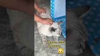 Pijat kucing tetangga #kucing #short