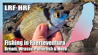 Fishing in Fuerteventura - Bream, Pufferfish, Wrasse & Much More