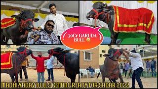 #Khairatabad Madhu Yadav Bulls Getting Ready for #Sadar 2022 | Special Attraction 30Cr #Garuda Bull