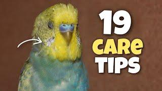 Budgie Owners Wish They Knew These 19 Facts! Tips for Budgie Care