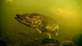 Perch & pike fishing wt lures attacks underwater. Рыбалка окунь щука воблер балансир