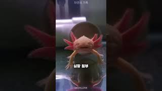 가장 사랑스러운 수족관 애완동물 