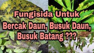 Bercak daun ,Busuk daun, Busuk batang  ?? INi SOLUSINYA !