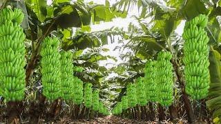 Banana planting, harvesting & processing in modern factory. Amazing products from tomatoes