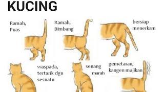 Cara Berkomunikasi dengan Kucing Anda (My Cats Info)