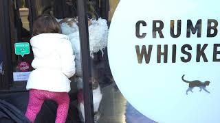 Crumbs and Whiskers : Cat Cafe