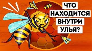 Что бы вы увидели, если бы могли войти в улей