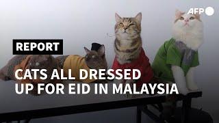 Feline Eid: Dressing Malaysia’s cats for the Muslim holidays | AFP