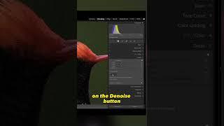 NEW Lightroom A.I. Denoise is INCREDIBLE!!