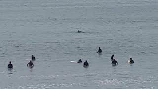 Dolphins put on a show for Surfers