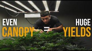 Easy SCROG Traning for increased Yields - How to Grow Weed