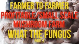 Interviews & Insights - What The Fungus - PART 2