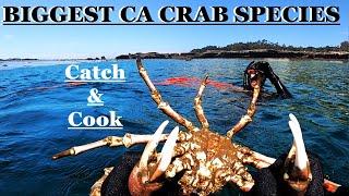 Freedive Spider Crab w/ Fisherman's Life: Catch & Cook!