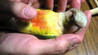 Green Cheek Conure chillin' in his dad's hands