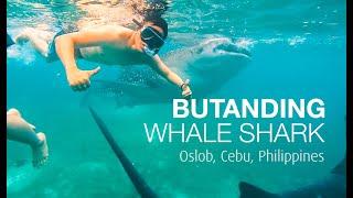 Swimming with the Whale Sharks (Butanding) in Oslob, Cebu, Philippines