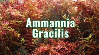 Ammannia Gracilis - Aquarium Plant Info