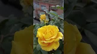 #rosecare #gardening #garden #rosenursery #plants #rosegrowthing #rose#flowers yellowrose #rosecari