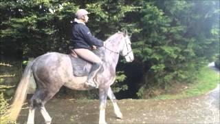 Irish Sport Horse New Video