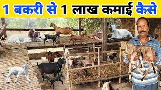 कम खर्चे में लाखों की कमाई कैसे करें | Bakri palan ka sahi tarika