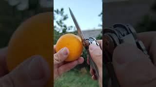 Leatherman Surge vs Orange - SUBSCRIBE for full video and other!!