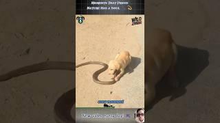 Rare Fights, Adorable Antics & Epic Animal Fails | WILD ZOOM  #animals  #animallovers  #foryou