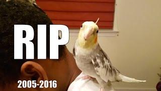 My Bird Died :( Tribute video for Flappy