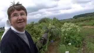 Gutes aus Gottes Garten - Frühlingskräutertee aus dem Kloster Reute