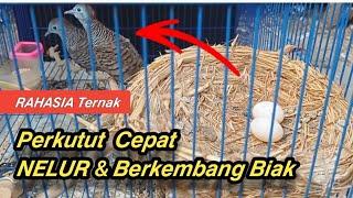 Cara Cepat Ternak Perkutut Bertelur dan Berkembang Biak || Tips Ternak Burung Perkutut