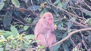 裏山にやって来る猿達