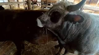 Продовження роду. Велес поспішає на допомогу. Війна і ферма | Михайло Травецький