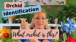 Orchid Identification: The 5 Most Common Orchids for Beginners