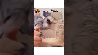 Funny animals #funny #aniimalsdubbing #funnyanimals #animalfundub #comedy #voicebyalirodham