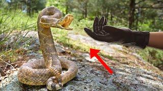 BITE PROOF GLOVES VS VENOMOUS SNAKE BITE!